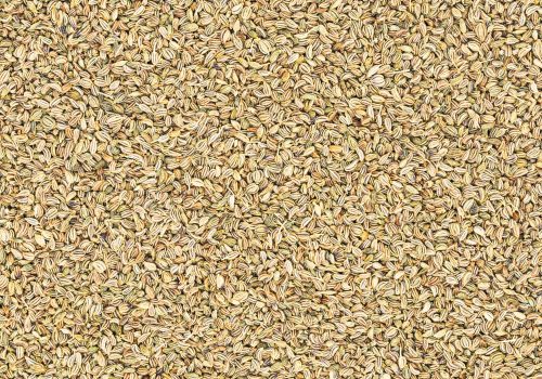 Ajwain