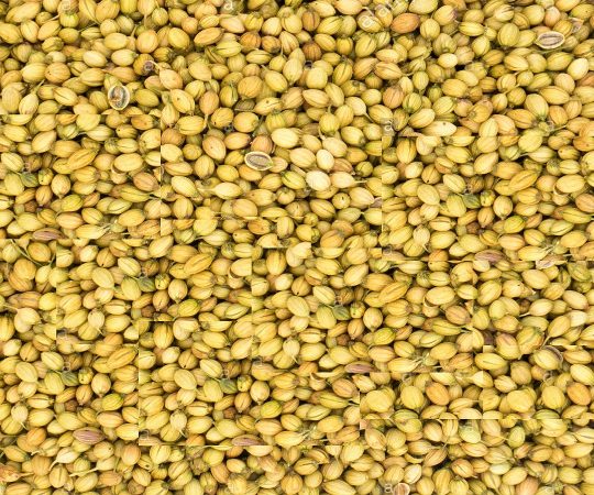 Coriander-seeds